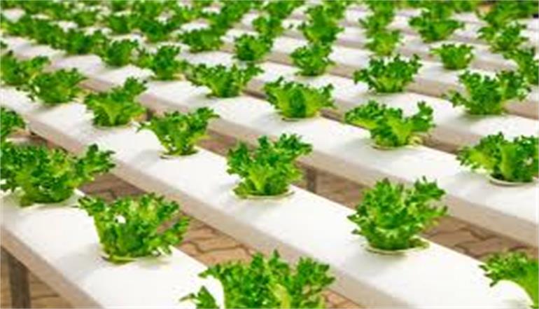 Hydroponics and Organic Agriculture