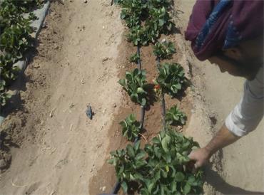Agricultural Irrigation Practices Assessment