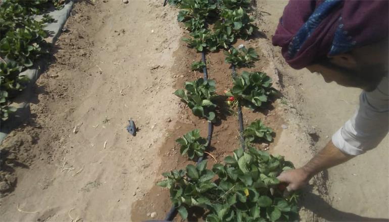 Agricultural Irrigation Practices Assessment